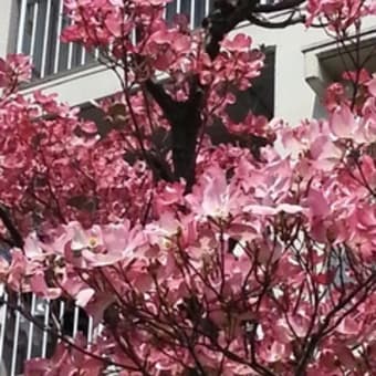 花たち