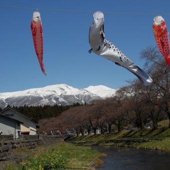 中山河川公園に鯉泳ぐ