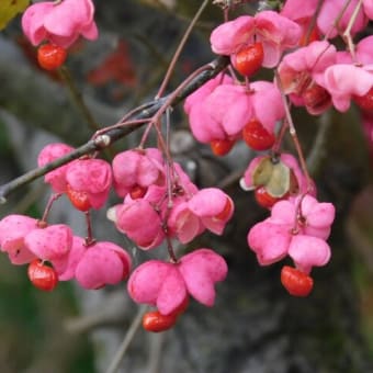 雨飾山の紅葉