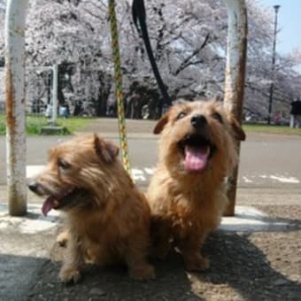 花見