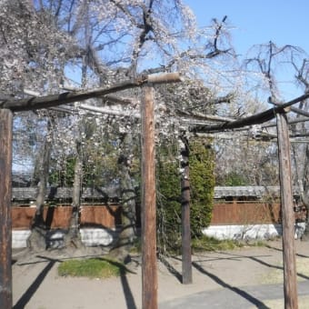 3月24日　慈眼寺の枝垂桜は咲いたかな