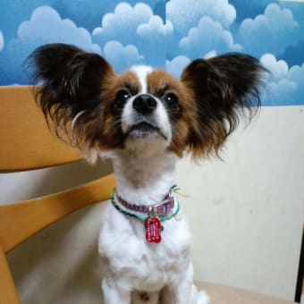 ぼくは パピヨンです チワワ じゃありません ロクのつぶやき