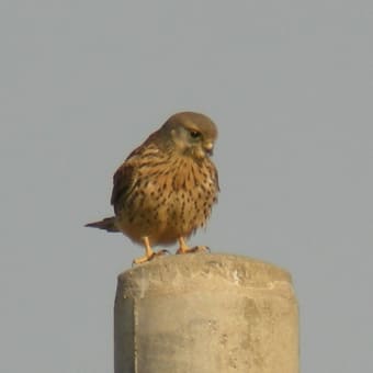 1/6（日）牧野探鳥会