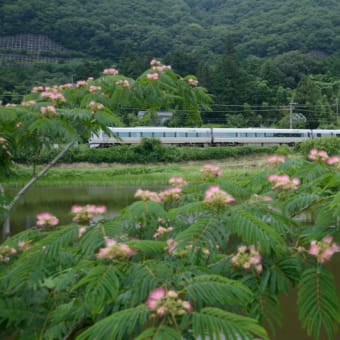 合歓の花と287系「こうのとり」と・・・