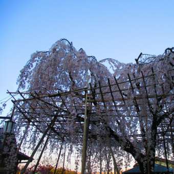 別所のしだれ桜
