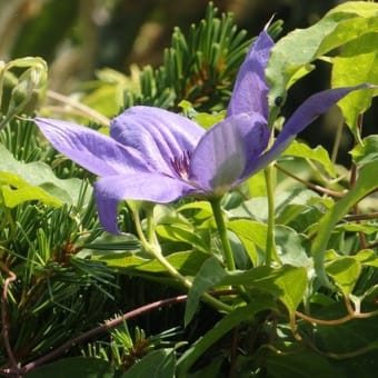 強き香に引かれて行けば栗の花（長徳寺近く）