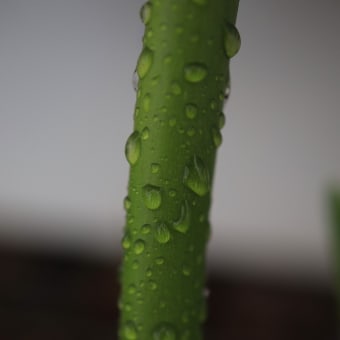 茎の水滴 オーストラリアの風景写真／Australia landscape photography