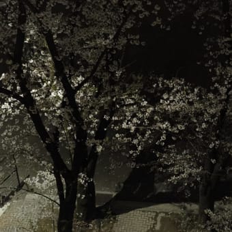 2025年3月31日社窓の桜９分〜満開🌸
