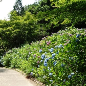 「山歩きは森林植物園の紫陽花を見に」