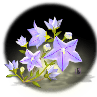 【桔梗（ききょう）】