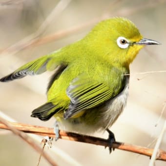 野鳥撮影での「ビギナーズラック」ってあり得ないですね　？・・