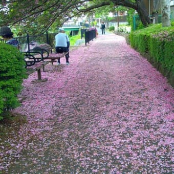 八恵桜の絨毯