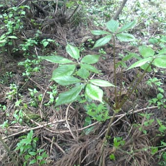 山菜採り