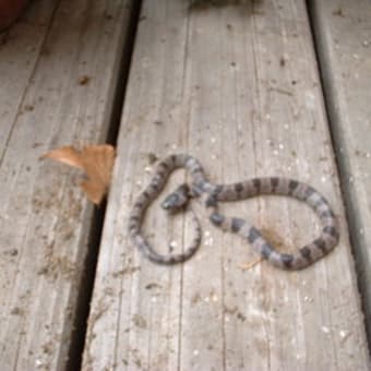 蛇の赤ちゃん モクファーム日記