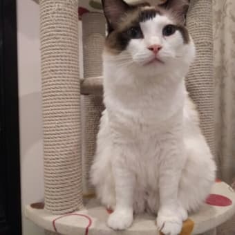 ぜんそく？ (猫)