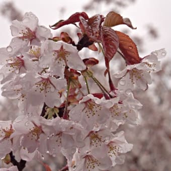 時期がアレですが、桜の画像をアップ。