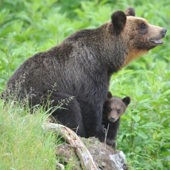 ヒグマのうた/ホラネロ（Song of the Brown Bear/HORANERO）