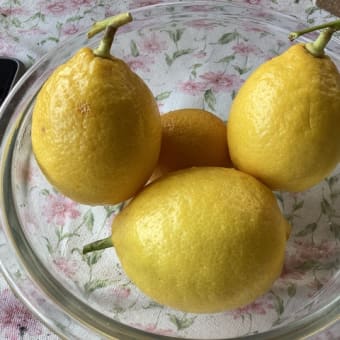 庭になったレモンを貰う