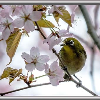 No417・野鳥の傑作集