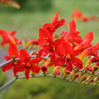 花？華？華やか！3