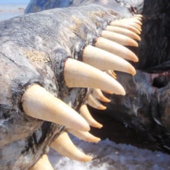 マッコウクジラの歯 - 海人の深深たる海底に向いてー深海の不思議ー マッコウクジラの歯 - 海人の深深たる海底に向いてー深海の不思議ー