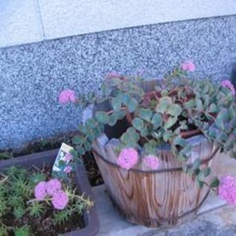 花二題
