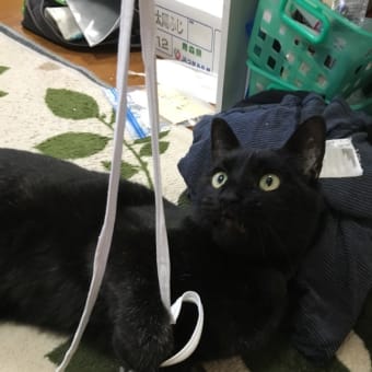 くろちゃん
