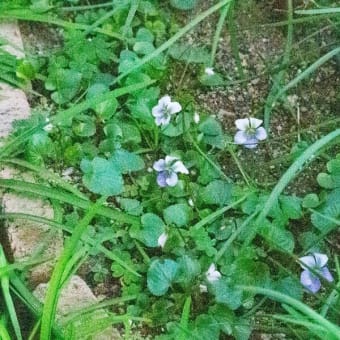 我が家の春とカモの写真