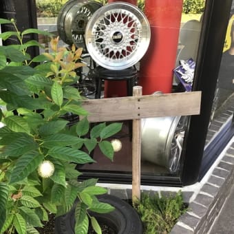 花火のような開花！