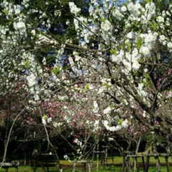 京都御苑　桜のその後