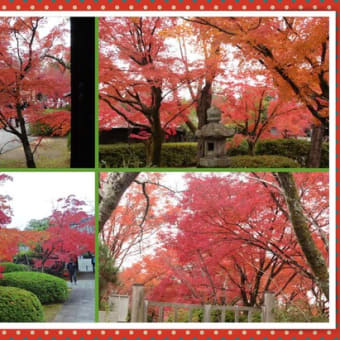 将軍塚青龍殿の紅葉（京都東山山頂より）