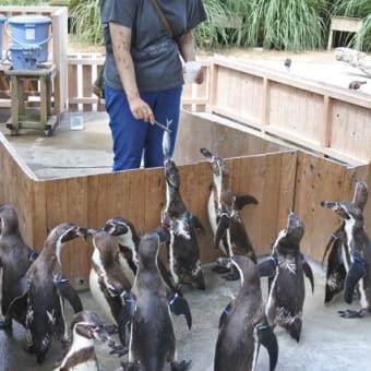 11-Jun-24　ペンギンに施餓鬼会