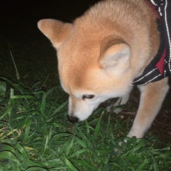 夜食中私は夜花鑑賞