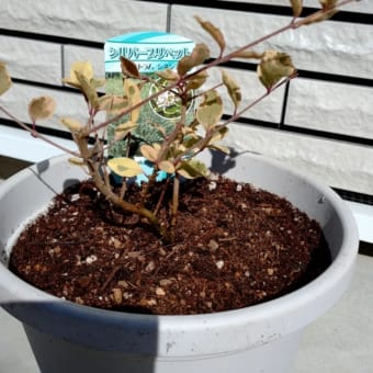植え付けスタート