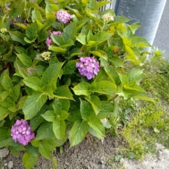 挿し芽・葉挿しで繋ごう