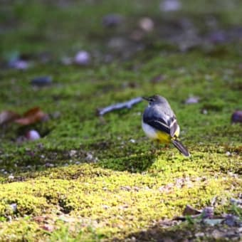 野鳥撮影　ヒレンジャク、シロハラ、ジョウビタキなど