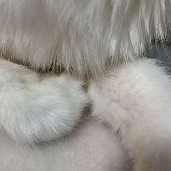 約3ヶ月ぶりにツイートしたニャう。（ツイート写真4枚＋おまけ6枚） #白猫 #猫 #CatsOfTwitter #cat
