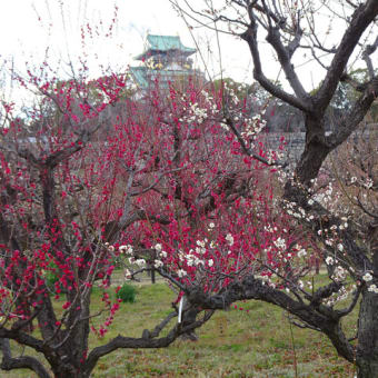 ２０２３年・大阪城公園の梅花
