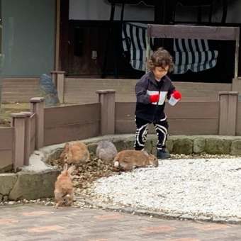 子供連れにもってこい？とっても可愛いウサギの楽園