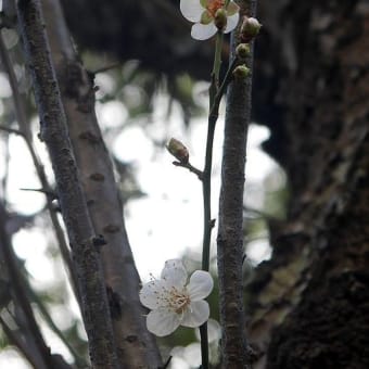 冬の公園と空