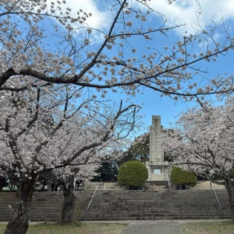 平和公園の桜ー２０２５（北九州市小倉北区）