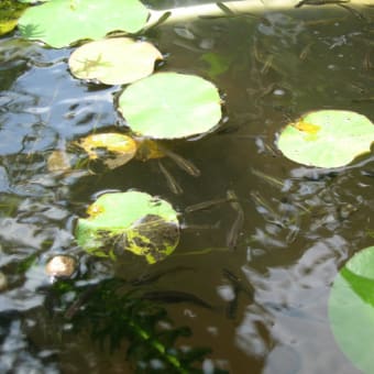 庭池