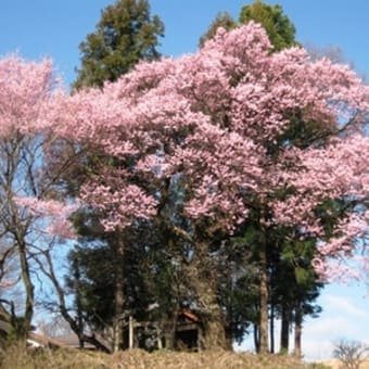 近所の桜