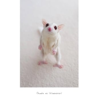 今年もありがとう( *´艸｀)