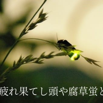 腐草蛍となる