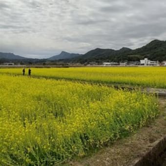 100万本の菜の花園 （熊本県上天草市）