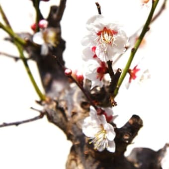椿と鉢植えの梅が咲いています