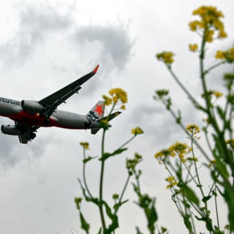 成田空港RWY16Lエンドに菜の花が咲いてまスター！☆