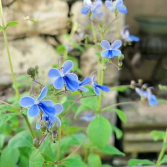 トレニアムーン水挿し 挿し芽大正解🌼