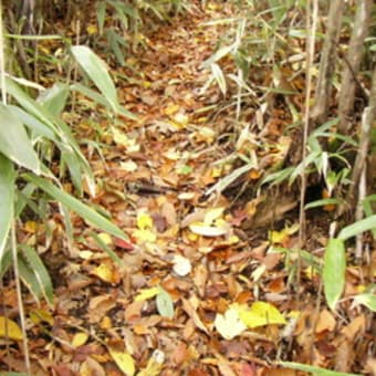 紅葉真っ盛り。笹ヶ峰